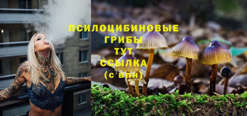 цены   Лыткарино  Галлюциногенные грибы Psilocybe 